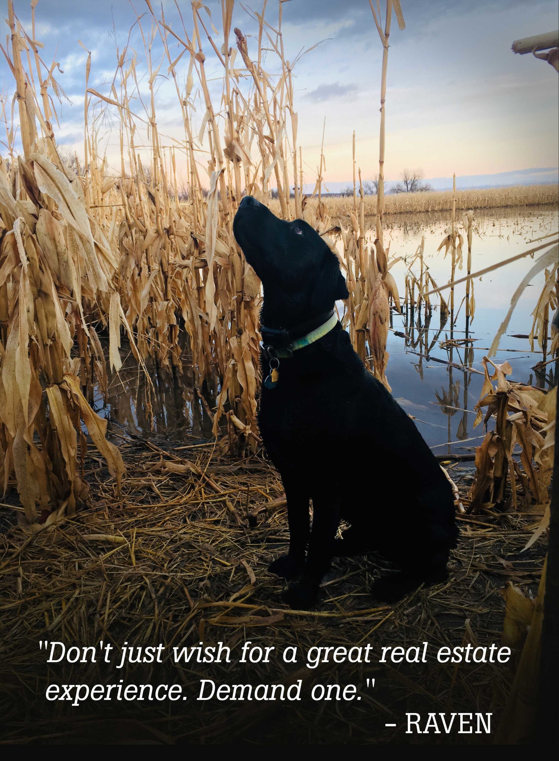 Raven-PrayingQuote Raven-PrayingQuote